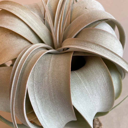 エアプランツ_キセログラフィカ