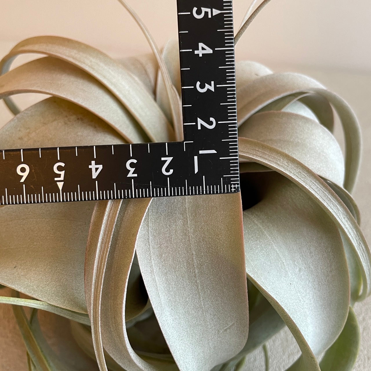 エアプランツ_キセログラフィカ