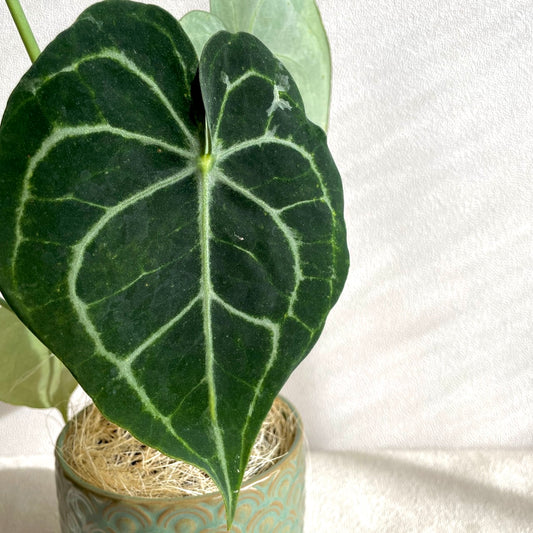 アンスリウム・クラリネルビウム