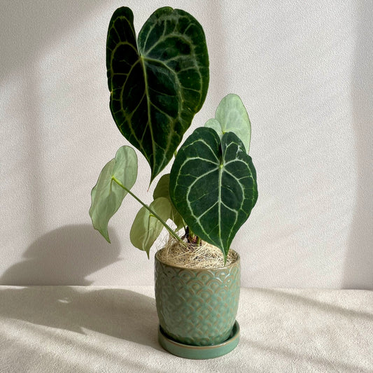 アンスリウム・クラリネルビウム