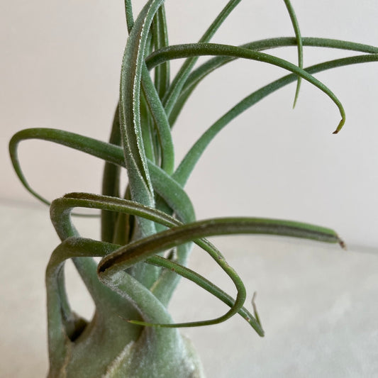 エアプランツ_セレリアナ