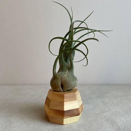 エアプランツ_セレリアナ