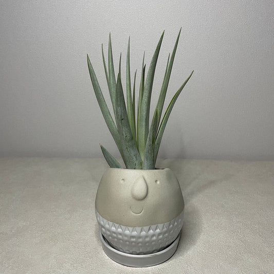 Maske ラウンドプランター グレー Sサイズ FTGK2911GY