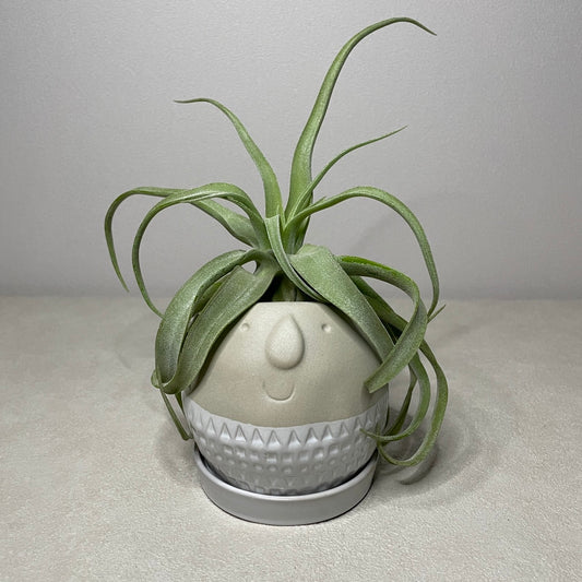 Maske ラウンドプランター グレー Sサイズ FTGK2911GY