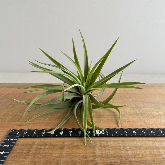 エアプランツ_ベルティナ