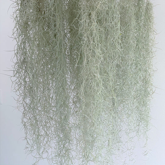 エアプランツ_ウスネオイデス