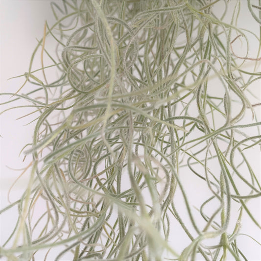 エアプランツ_ウスネオイデス