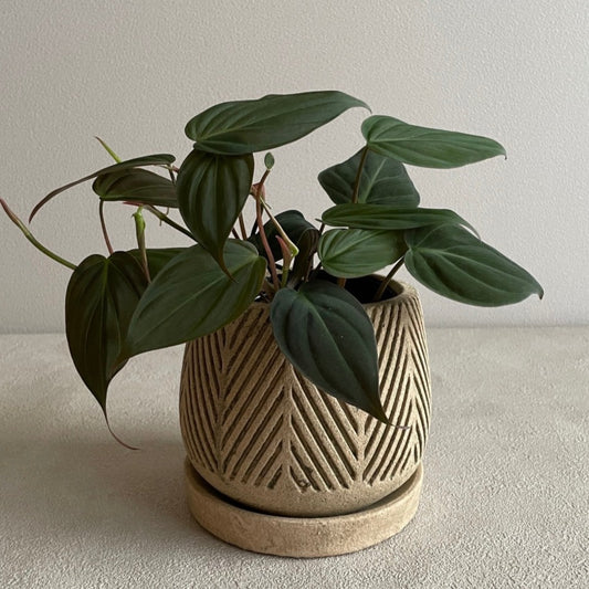 ギャルソン ヘリンボーン L グリーンベージュ