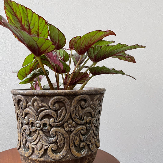 ローブ サークル鉢 M アンティークブラウン